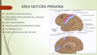 AREA MOTORA PRIMARIA
 CIRCONVOLUCION PRECENTRAL
 CARA MEDIAL PARTE ANTERIOR DEL LOBULILLO
PARACENTRAL
 AREA 4 DE BRODMANN
 FUNCION: INICIO DE MOVIMIENTOS FINOS
 VIA PIRAMIDAL: 30%
 RECIBE AFERENCIA DEL NVL, PM, AMS
 