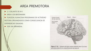 AREA PREMOTORA
 1-3 DELANTE DE M-I
 AREA 6 DE BRODMANN
 FUNCION: ALMACENA PROGRAMAS DE ACTIVIDAD
MOTORA ORGANIZADOS COMO CONSECUENCIA DE
EXPERIENCIAS PASADAS.
 30% VIA PIRAMIDAL
 
