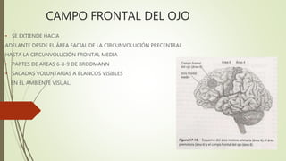 CAMPO FRONTAL DEL OJO
• SE EXTIENDE HACIA
ADELANTE DESDE EL ÁREA FACIAL DE LA CIRCUNVOLUCIÓN PRECENTRAL
HASTA LA CIRCUNVOLUCIÓN FRONTAL MEDIA
• PARTES DE AREAS 6-8-9 DE BRODMANN
• SACADAS VOLUNTARIAS A BLANCOS VISIBLES
EN EL AMBIENTE VISUAL.
 
