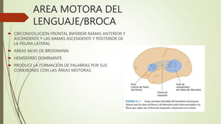 AREA MOTORA DEL
LENGUAJE/BROCA
 CIRCONVOLUCION FRONTAL INFERIOR RAMAS ANTERIOR Y
ASCENDENTE Y LAS RAMAS ASCENDENTE Y POSTERIOR DE
LA FISURA LATERAL
 AREAS 44/45 DE BRODMANN
 HEMISFERIO DOMINANTE
 PRODUCE LA FORMACIÓN DE PALABRAS POR SUS
CONEXIONES CON LAS ÁREAS MOTORAS.
 