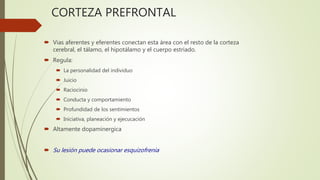 CORTEZA PREFRONTAL
 Vias aferentes y eferentes conectan esta área con el resto de la corteza
cerebral, el tálamo, el hipotálamo y el cuerpo estriado.
 Regula:
 La personalidad del individuo
 Juicio
 Raciocinio
 Conducta y comportamiento
 Profundidad de los sentimientos
 Iniciativa, planeación y ejecucación
 Altamente dopaminergica
 Su lesión puede ocasionar esquizofrenia
 