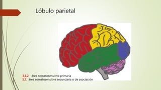 Lóbulo parietal
Lóbulo parietal
3,1,2. área somatosensitiva primaria
5,7. área somatosensitiva secundaria o de asociación
 