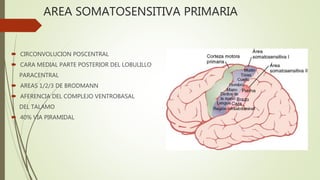AREA SOMATOSENSITIVA PRIMARIA
 CIRCONVOLUCION POSCENTRAL
 CARA MEDIAL PARTE POSTERIOR DEL LOBULILLO
PARACENTRAL
 AREAS 1/2/3 DE BRODMANN
 AFERENCIA DEL COMPLEJO VENTROBASAL
DEL TALAMO
 40% VIA PIRAMIDAL
 