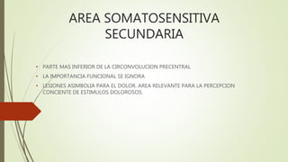 AREA SOMATOSENSITIVA
SECUNDARIA
• PARTE MAS INFERIOR DE LA CIRCONVOLUCION PRECENTRAL
• LA IMPORTANCIA FUNCIONAL SE IGNORA
• LESIONES ASIMBOLIA PARA EL DOLOR. AREA RELEVANTE PARA LA PERCEPCION
CONCIENTE DE ESTIMULOS DOLOROSOS.
 