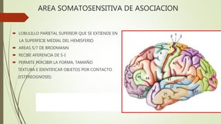 AREA SOMATOSENSITIVA DE ASOCIACION
 LOBULILLO PARIETAL SUPERIOR QUE SE EXTIENDE EN
LA SUPERFICIE MEDIAL DEL HEMISFERIO
 AREAS 5/7 DE BRODMANN
 RECIBE AFERENCIA DE S-I
 PERMITE PERCIBIR LA FORMA, TAMAÑO
TEXTURA E IDENTIFICAR OBJETOS POR CONTACTO
(ESTEREOGNOSIS)
 