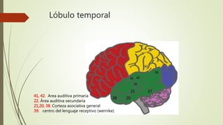 Lóbulo temporal
Citoarquitectura
son bilaterales. Un grupo de axones derivados de esta
corteza, se proyectan a estaciones de relevo en tálamo,
bulbo raquídeo y médula espinal, para un circuito de
retroalimentación inhibidora, regulando así la intensi-
dad de la aferencia sensitiva. La parte más anterior de
esta circunvolución, cercana a la cisura central, reci-
ción sensitiva. Por ejemplo, si se coloca un reloj en
la mano de un paciente con los ojos vendados, éste
podrá identificarlo, lo que se conoce como estereog-
nosia. Esta corteza sensitiva reconoce la forma, el
tamaño, la textura, el peso, el placer o el dolor que
producen elementos conocidos con anterioridad.
Lóbulo temporal
41, 42. Area auditiva primaria
22. Área auditiva secundaria
21,20, 38. Corteza asociativa general
39. centro del lenguaje receptivo (wernike)
38
21
20
37
 
