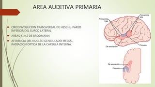 AREA AUDITIVA PRIMARIA
 CIRCONVOLUCION TRANSVERSAL DE HESCHL. PARED
INFERIOR DEL SURCO LATERAL
 AREAS 41/42 DE BRODMANN
 AFERENCIA DEL NUCLEO GENICULADO MEDIAL.
RADIACION OPTICA DE LA CAPSULA INTERNA.
 