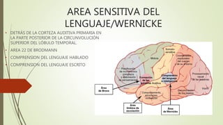 AREA SENSITIVA DEL
LENGUAJE/WERNICKE
• DETRÁS DE LA CORTEZA AUDITIVA PRIMARIA EN
LA PARTE POSTERIOR DE LA CIRCUNVOLUCIÓN
SUPERIOR DEL LÓBULO TEMPORAL.
• AREA 22 DE BRODMANN
• COMPRENSION DEL LENGUAJE HABLADO
• COMPRENSION DEL LENGUAJE ESCRITO
 