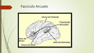 Fasciculo Arcuato
 