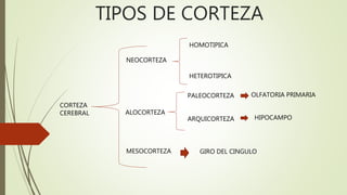 TIPOS DE CORTEZA
CORTEZA
CEREBRAL
NEOCORTEZA
ALOCORTEZA
MESOCORTEZA
HOMOTIPICA
HETEROTIPICA
PALEOCORTEZA
ARQUICORTEZA
OLFATORIA PRIMARIA
HIPOCAMPO
GIRO DEL CINGULO
 