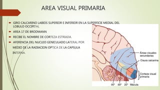 AREA VISUAL PRIMARIA
 GIRO CALCARINO LABIOS SUPERIOR E INFERIOR EN LA SUPERFICIE MEDIAL DEL
LOBULO OCCIPITAL
 AREA 17 DE BRODMANN
 RECIBE EL NOMBRE DE CORTEZA ESTRIADA.
 AFERENCIA DEL NUCLEO GENICULADO LATERAL POR
MEDIO DE LA RADIACION OPTICA DE LA CAPSULA
INTERNA.
 