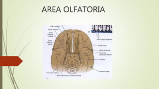 AREA OLFATORIA
 