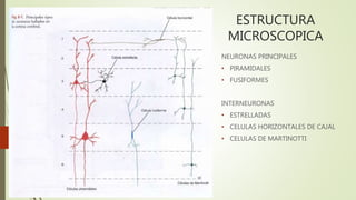 ESTRUCTURA
MICROSCOPICA
NEURONAS PRINCIPALES
• PIRAMIDALES
• FUSIFORMES
INTERNEURONAS
• ESTRELLADAS
• CELULAS HORIZONTALES DE CAJAL
• CELULAS DE MARTINOTTI
 