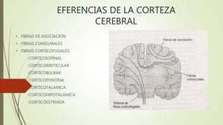 EFERENCIAS DE LA CORTEZA
CEREBRAL
• FIBRAS DE ASOCIACION
• FIBRAS COMISURALES
• FIBRAS CORTICOFUGALES
-CORTICOESPINAL
-CORTICORRETICULAR
-CORTICOBULBAR
-CORTICOPONTINA
-CORTICOTALAMICA
-CORTICOHIPOTALAMICA
-CORTICOESTRIADA
 