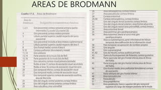 AREAS DE BRODMANN
 