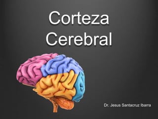 Corteza
Cerebral
Dr. Jesus Santacruz Ibarra
 