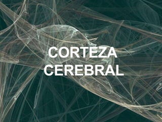 CORTEZA
CEREBRAL
 
