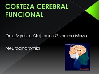 Dra. Myriam Alejandra Guerrero Meza

Neuroanatomía

 