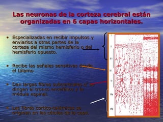 Las neuronas de la corteza cerebral estánLas neuronas de la corteza cerebral están
organizadas en 6 capas horizontales.organizadas en 6 capas horizontales.
• Especializadas en recibir impulsos yEspecializadas en recibir impulsos y
enviarlos a otras partes de laenviarlos a otras partes de la
corteza del mismo hemisferio o delcorteza del mismo hemisferio o del
hemisferio opuesto.hemisferio opuesto.
• Recibe las señales sensitivas desdeRecibe las señales sensitivas desde
el tálamoel tálamo
• Dan largas fibras subcorticales q’ seDan largas fibras subcorticales q’ se
dirigen al tronco encefálico y ladirigen al tronco encefálico y la
médula espinal.médula espinal.
• Las fibras cortico-talámicas seLas fibras cortico-talámicas se
originan en las células de la capaoriginan en las células de la capa..
 
