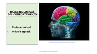 Sesión 7
BASES BIOLÓGICAS
DEL COMPORTAMIENTO
• Corteza cerebral
• Médula espinal.
http://es.tiching.com/uploads/contents/2013/08/28/105388_1377696015.jpg
Bases biológicas del comportamiento 1
 