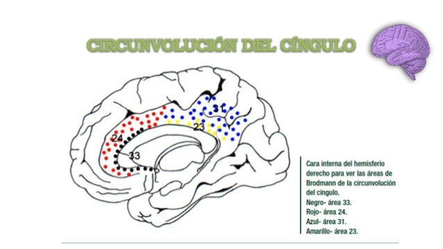 Giro Cingulado : Anatomía Y Funciones – JFFA