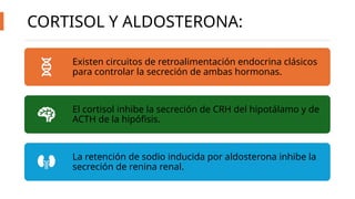 corteza suprarrenal clase anatomias.pptx