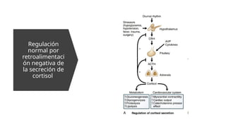 corteza suprarrenal clase anatomias.pptx