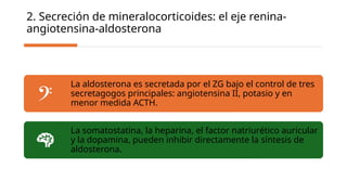 corteza suprarrenal clase anatomias.pptx