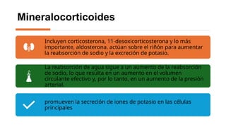 corteza suprarrenal clase anatomias.pptx