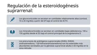 corteza suprarrenal clase anatomias.pptx