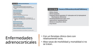 corteza suprarrenal clase anatomias.pptx