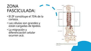 corteza suprarrenal clase anatomias.pptx