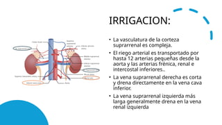 corteza suprarrenal clase anatomias.pptx