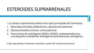 corteza suprarrenal clase anatomias.pptx