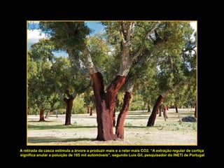 A retirada da casca estimula a árvore a produzir mais e a reter mais CO2. “A extração regular de cortiça
significa anular a poluição de 185 mil automóveis”, segundo Luís Gil, pesquisador do INETI de Portugal
 