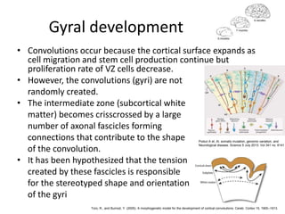 Gyral development
• Convolutions occur because the cortical surface expands as
cell migration and stem cell production con...