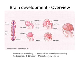 Brain development - Overview
Neurulation (3-4 weeks) Cerebral vesicle formation (4-7 weeks)
Corticogenesis (8-16 weeks) Ma...