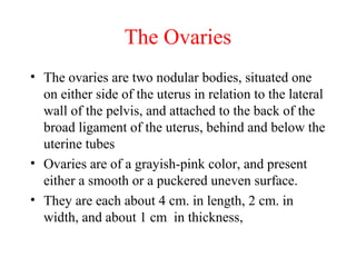 The Ovaries
• The ovaries are two nodular bodies, situated one
on either side of the uterus in relation to the lateral
wall of the pelvis, and attached to the back of the
broad ligament of the uterus, behind and below the
uterine tubes
• Ovaries are of a grayish-pink color, and present
either a smooth or a puckered uneven surface.
• They are each about 4 cm. in length, 2 cm. in
width, and about 1 cm in thickness,
 