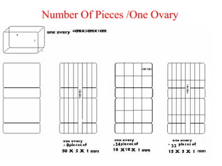Number Of Pieces /One Ovary
 