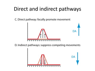 Direct and indirect pathways
 