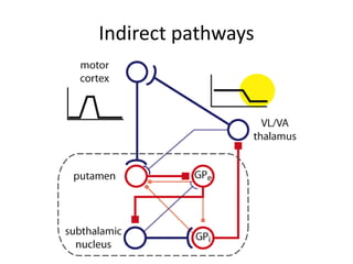 Indirect pathways
 