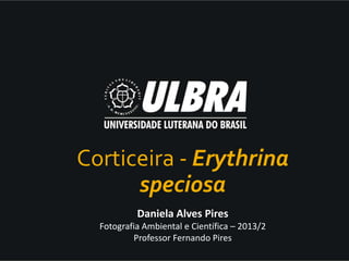 Daniela Alves Pires
Fotografia Ambiental e Científica – 2013/2
Professor Fernando Pires
Corticeira - Erythrina
speciosa
 