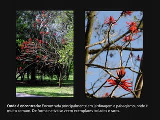 Onde é encontrada: Encontrada principalmente em jardinagem e paisagismo, onde é
muito comum. De forma nativa se veem exemp...