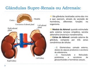 Glândulas Supre-Renais ou Adrenais:
                     São glândulas localizadas acima dos rins
                    e que exercem, através da secreção de
                    hormônios, diferentes       funções no
                    organismo.

                     Medula da Adrenal: quando estimulada
                    pelo sistema nervoso simpático, secreta
                    adrenalina (maioria) e noradrenalina;
                     Córtex da Adrenal: camada externa da
                    glândula, composta por três zonas
                    concêntricas de células:

                         o Z. Glomerulosa: camada externa,
                         abaixo da cápsula produtora e secretora
                         de aldosterona.
                         o Z.    Fasciculada     e     Reticulada:
                         produtoras       e     secretoras     de
                         glicocorticóides e hormônios sexuais.
 