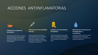 ACCIONES ANTIINFLAMATORIAS
Inhibición de la Respuesta
Inmunitaria:
Los glucocorticoides inhiben la actividad
de las células del sistema inmunológico,
como los macrófagos y los linfocitos,
reduciendo así la liberación de citocinas
proinflamatorias.
Reducción de la Permeabilidad
Vascular:
Los glucocorticoides disminuyen la
permeabilidad de los vasos sanguíneos,
lo que ayuda a prevenir la fuga de
fluidos hacia los tejidos circundantes.
Esto reduce la hinchazón y los síntomas
inmediatos de la inflamación.
Inhibición de la Actividad de
Fibroblastos:
Los glucocorticoides también pueden
inhibir la actividad de los fibroblastos,
células que desempeñan un papel clave
en la cicatrización y la proliferación
celular.
Reducción de la Producción de
Prostaglandinas y
Leucotrienos:
Los glucocorticoides suprimen la síntesis
de prostaglandinas y leucotrienos,
mediadores químicos implicados en las
respuestas inflamatorias.
 