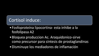 Cortisol induce:
•Fosfoproteína lipocortina- esta inhibe a la
fosfolipasa A2
•Bloquea produccion Ac. Araquidonico-sirve
como precursor para síntesis de prostaglandinas
•Disminuye los mediadores de inflamación
 