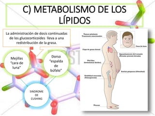 C) METABOLISMO DE LOS
LÍPIDOS
La administración de dosis continuadas
de los glucocorticoides lleva a una
redistribución de la grasa.
Mejillas
“cara de
luna”
Dorso
“espalda
de
búfalo”
SINDROME
DE
CUSHING
 