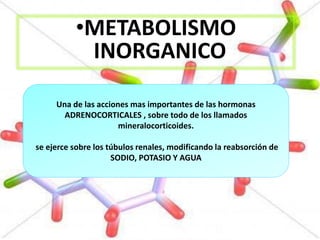 •METABOLISMO
INORGANICO
Una de las acciones mas importantes de las hormonas
ADRENOCORTICALES , sobre todo de los llamados
mineralocorticoides.
se ejerce sobre los túbulos renales, modificando la reabsorción de
SODIO, POTASIO Y AGUA
 