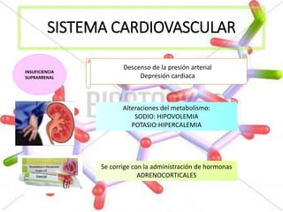 SISTEMA CARDIOVASCULAR
INSUFICIENCIA
SUPRARRENAL
Descenso de la presión arterial
Depresión cardiaca
Alteraciones del metabolismo:
SODIO: HIPOVOLEMIA
POTASIO:HIPERCALEMIA
Se corrige con la administración de hormonas
ADRENOCORTICALES
 