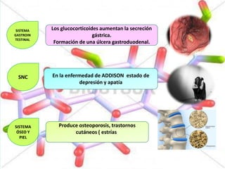 Los glucocorticoides aumentan la secreción
gástrica.
Formación de una úlcera gastroduodenal.
En la enfermedad de ADDISON estado de
depresión y apatía
Produce osteoporosis, trastornos
cutáneos ( estrías)
SISTEMA
GASTROIN
TESTINAL
SNC
SISTEMA
ÓSEO Y
PIEL
 